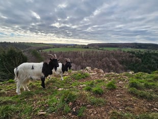Somerset species benefit from £13-million national recovery investment